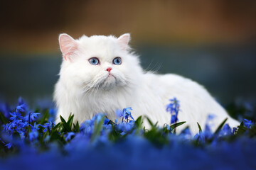 white fluffy cat with blue eyes walking on a field of blue siberian squill flowers