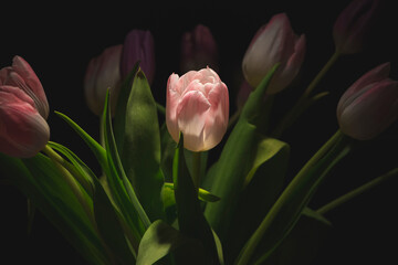 Tulpen im Spotlight