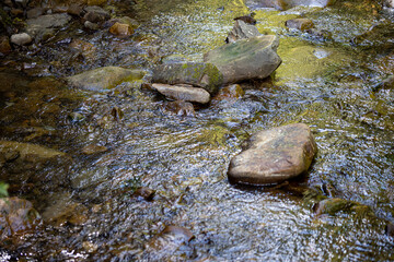 Mountain stream on a summer day in the Ukrainian Carpathians