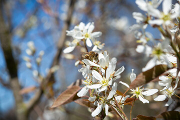 Biene auf Felsenbirne im Frühling