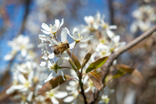 Biene auf Felsenbirne im Frühling