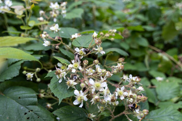 Mountain flowers in the Ukrainian Carpathians. Close-up macro view.