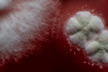 study of mold and bacteria in a petri dish with red agar. Mold spores and fungal mycelium