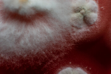 study of mold and bacteria in a petri dish with red agar. Mold spores and fungal mycelium