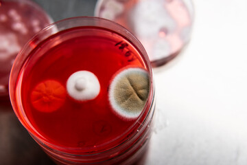 mold in a petri dish. Microbiological studies in laboratory conditions. Mycelium and mold