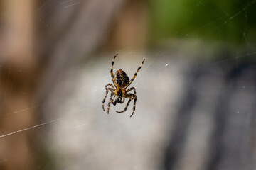 Spider on a web on a natural background. Close-up macro view.