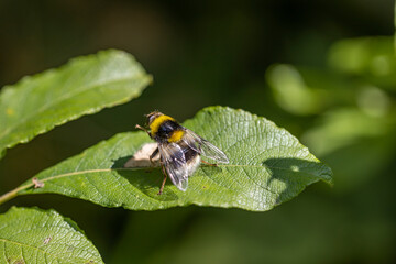A bee on a green leaf lit by sunlight. Close-up macro view.