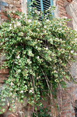 ivy covered wall