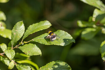 A bee on a green leaf lit by sunlight. Close-up macro view.