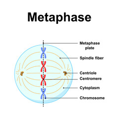 Scientific Designing of Metaphase. The Second Stage of Mitosis. Colorful Symbols. Vector Illustration.