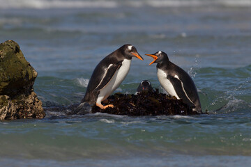 Naklejka premium penguin on the rocks