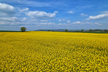 Farm land, fields of yellow canola flowers