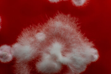 mold in a petri dish. Microbiological studies in laboratory conditions. Mycelium and mold