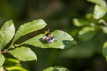 A bee on a green leaf lit by sunlight. Close-up macro view.