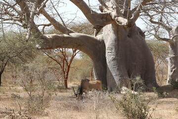 Big baobab tree. Giant eland (Taurotragus derbianus), also known as Lord Derby eland, savanna...