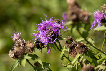 Mountain flowers in the Ukrainian Carpathians. Close-up macro view.