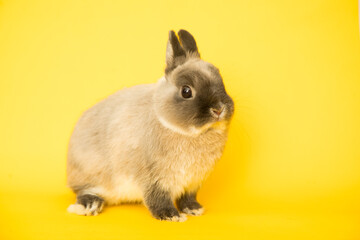 Fototapeta premium Image of a funny bunny rabbit.