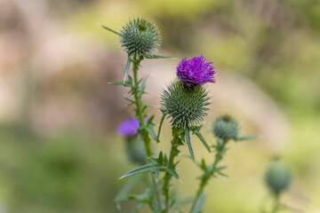 Mountain flowers in the Ukrainian Carpathians. Close-up macro view.