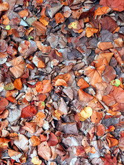 Background of textures of dry ocher and brown leaves on the ground. Tropical colorful foliage.