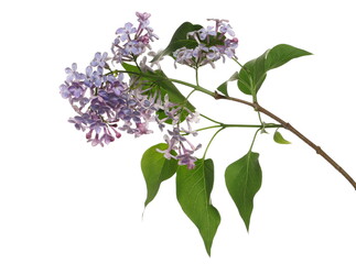 Violet lilac flowers shrub on twig with leaves, Syringa Vulgaris isolated on white, clipping path