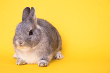 Obraz premium Image of a funny bunny rabbit.