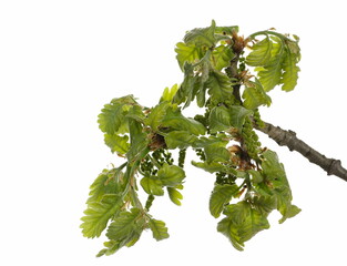 Young, spring oak leaves on branch with seeds, green foliage isolated on white 