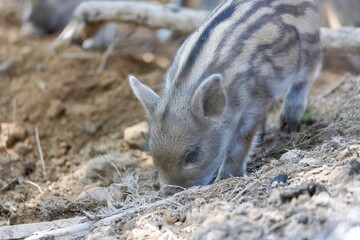 Wild boar. Close up detailed view