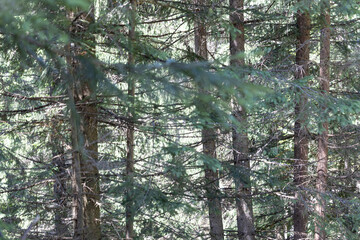 Summer forest in the Ukrainian Carpathians