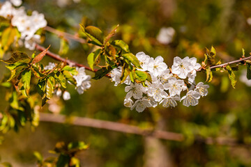 A tree branch with green leaves and white blooming petals in spring