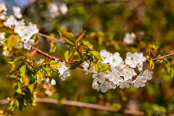 Close-up of white cherry blossoms on a branch in spring