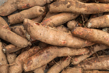 Fresh cassava freshly harvested by farmer - Manihot esculenta