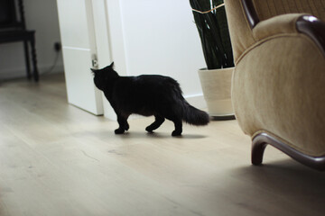 Black cat in an apartment