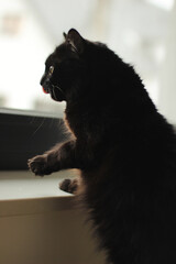 Black cat looking through a window