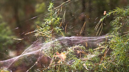 Autumn cobwebs entangled juniper branches. Selective focus. The concept of autumn, farewell to summer. Selective focus. The concept of autumn, farewell to summer.
