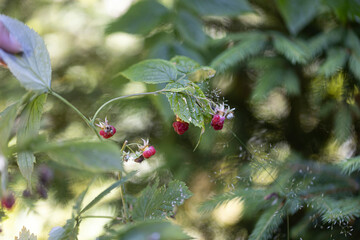 Ripe raspberries. Close-up macro view.