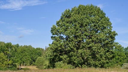 Mighty oak lat. Quercus robur stands alone in a clearing against the backdrop of a green forest.