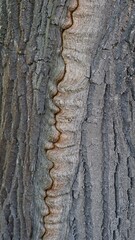 A wavy graceful crack on the bark of a tree, which was formed in winter due to ice inside the trunk. Background, wallpaper.
