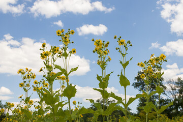 Tall sunflowers with blue sky and white clouds background