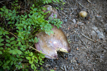 Fototapete bei efototapeten.de bestellen   