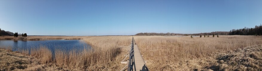 Fototapeta na wymiar path through reeds