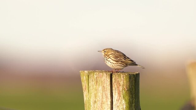 A Meadow Pipit (Anthus pratensis) sitting on a pole