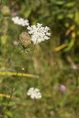 Wild Angelica herb plant close-up