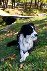 Border Collie. Dog. Sheep herding dog. Pet. Dog outdoors. Animal.	 Autumn in the field. 
