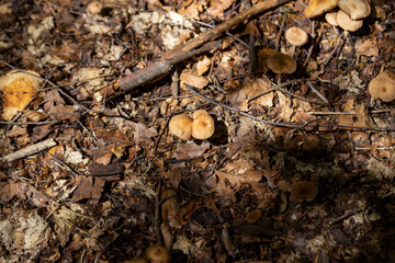 Mushroom in the mountain forest on a summer day. Close up macro view.