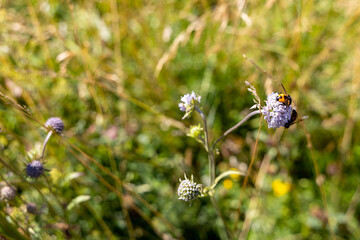Mountain flowers in the Ukrainian Carpathians. Close-up macro view.