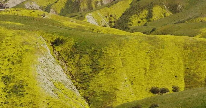 Wildflowers swaying in the wind during a superbloom in Carrizo Plain National Monument, California