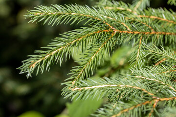 Coniferous branch. Close-up macro view.