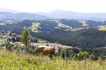 Cow on a green meadow in the Ukrainian Carpathians on a summer day.