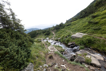 Mountain stream on a summer day in the Ukrainian Carpathians