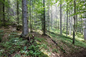 Mountain forest in the Ukrainian Carpathians.